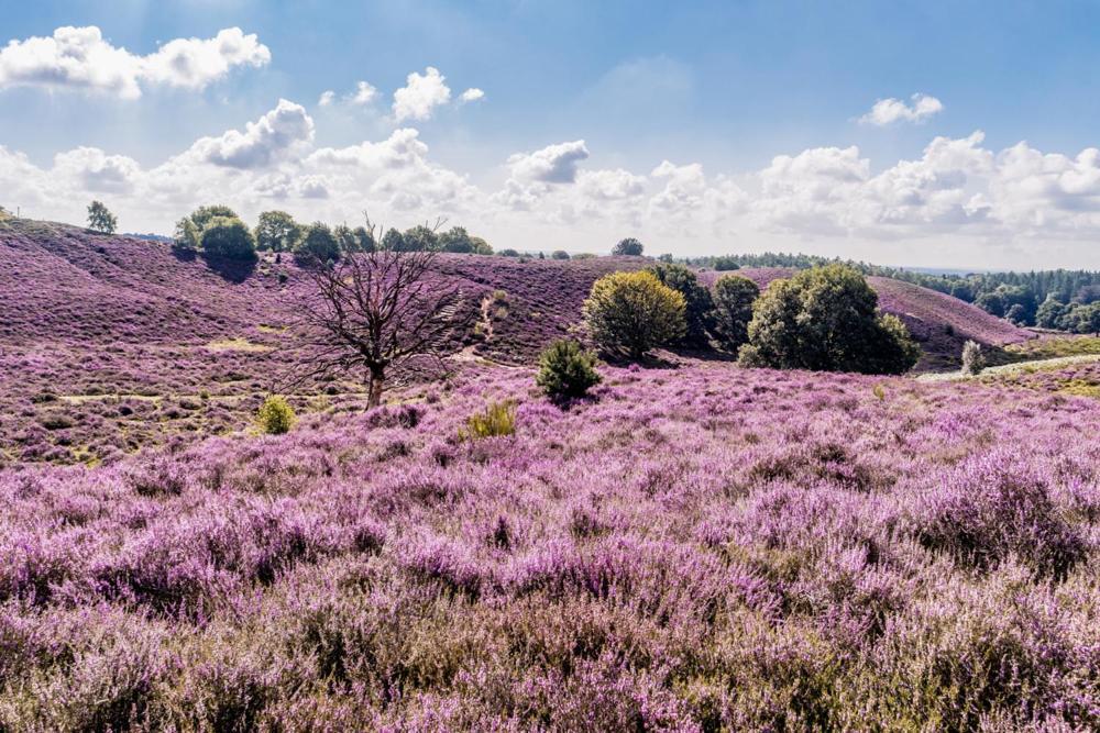Sfeervolle Chalet Op De Veluwe In Hoenderloo Hotell Eksteriør bilde