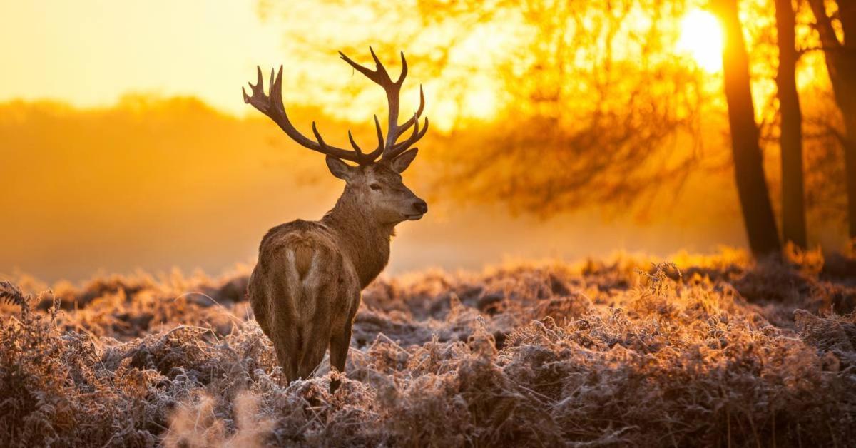 Sfeervolle Chalet Op De Veluwe In Hoenderloo Hotell Eksteriør bilde